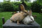 Sallander en Thuringer, Mannelijk, Middelgroot