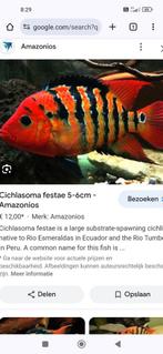 Cichlasoma festae te koop..5euro tstuk, Dieren en Toebehoren