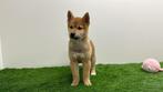 Shiba Inu puberpups - sesam kleur, België, Overige rassen, 8 tot 15 weken, CDV (hondenziekte)