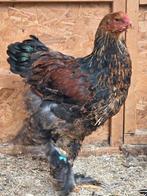 Brahma meerzomig patrijs hanen, Dieren en Toebehoren