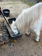 Super lieve gezelschaps pony te koop, Dieren en Toebehoren, Stalling