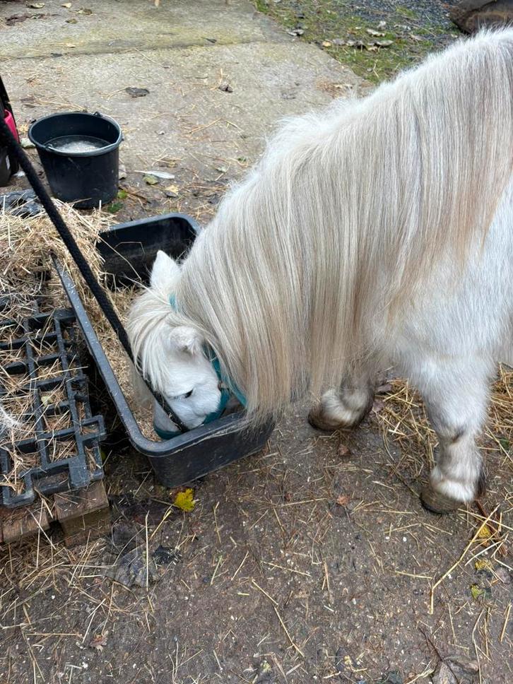 Super lieve gezelschaps pony te koop, Dieren en Toebehoren, Stalling en Weidegang, Stalling