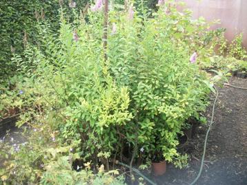 Spirea salicifolia en andere planten beschikbaar voor biedingen