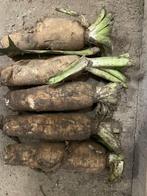 witloofwortelen witloof witlof, Tuin en Terras, Ophalen, Najaar, Volledige schaduw, Knol