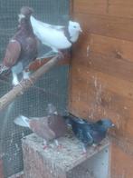 Takla duiven 20€ stuks, Dieren en Toebehoren