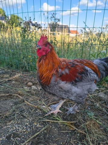 Marans, haan, blauw koperhals beschikbaar voor biedingen