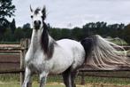Arabisch volbloed rijpaard, Dieren en Toebehoren, Gechipt, Zadelmak, 7 tot 10 jaar, Recreatiepony