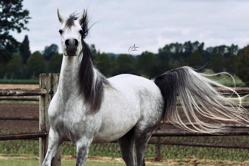 Arabisch volbloed rijpaard, Dieren en Toebehoren, Pony's, Merrie, Zadelmak, E pony (1.48m - 1.57m), Recreatiepony, 7 tot 10 jaar