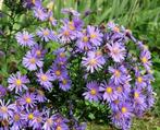 Aster Mauve en gros pot  en fleurs, Tuin en Terras, Ophalen of Verzenden