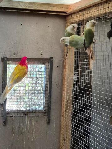 Te koop: Parakeet Pyrrhura Molinae beschikbaar voor biedingen