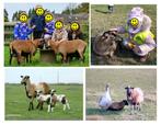 dwergschapen dwerggeitjes kameroen schapen kameroenschapen, Schaap