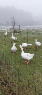 Witte ganzen, Dieren en Toebehoren, Pluimvee