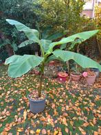 Bananenboom - winterhard, Tuin en Terras, Ophalen