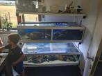 Stelling met vissen Malawi  en appart aquarium, Dieren en Toebehoren