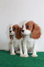 Chiots Cavalier King Charles, 15 semaines à 1 an, Étranger, Parvovirose, Plusieurs animaux