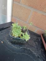 Plante succulente 3€, Jardin & Terrasse, Plantes | Jardin, Enlèvement, Plante fixe