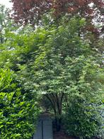 Boom, Jardin & Terrasse, Plantes | Arbustes & Haies, Enlèvement ou Envoi