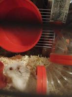 Hamster sans cage 15 euros l'unité, Animaux & Accessoires, Enlèvement ou Envoi
