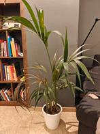 Kentia-palm (Howea forsteriana) – mooie kamerplant, Maison & Meubles, Plantes d'intérieur, Enlèvement