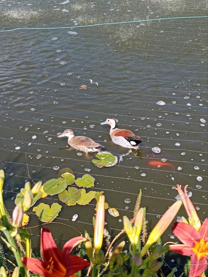 Eendjes te koop, Dieren en Toebehoren, Pluimvee