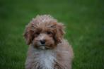 Maltipoo pups mooie keuze 🐾, CDV (hondenziekte), Meerdere, 8 tot 15 weken, Meerdere dieren