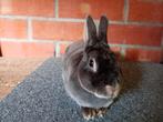 Super lieve dwerg rex voedser in opaal., Dieren en Toebehoren, Dwerg