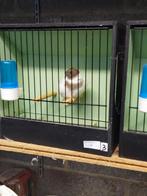 Gloster  à vendre, Dieren en Toebehoren, Vogels | Kanaries, Vrouwelijk, Postuurkanarie