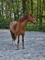 Familie / sport pony voor elke soort ruiter., Dieren en Toebehoren, Paarden, Merrie