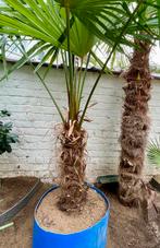 Palmier à chanvre resistant au froid, Jardin & Terrasse, Enlèvement, Palmier