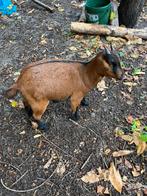 Te koop: vrouwelijke en mannelijke geiten., Dieren en Toebehoren, Schapen, Geiten en Varkens
