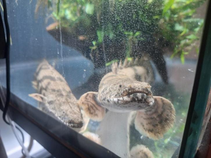 Polypterus endlicherii, ansorgii & Datnioides microlepis, Dieren en Toebehoren, Vissen | Aquariumvissen, Zoetwatervis, Vis