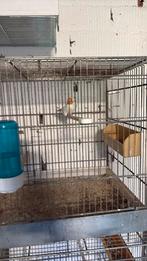 Majoor distelvink pop isabel 2025, Dieren en Toebehoren, Vogels | Overige Vogels, Vrouwelijk, Geringd