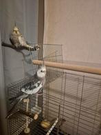 2 prachtige valkparkieten (man en pop), Dieren en Toebehoren, Meerdere dieren, Parkiet, Tam