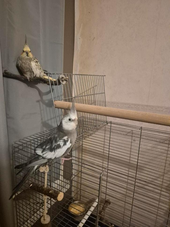 2 prachtige valkparkieten (man en pop), Animaux & Accessoires, Oiseaux | Perruches & Perroquets, Perruche, Plusieurs animaux, Domestique