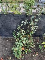 3 pruimenboomjes Reine Claude D´oullins, Ophalen, Minder dan 100 cm, Pruimenboom