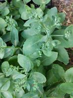 Sedum (p9 pot), Ophalen