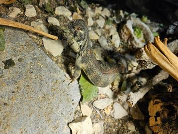 Uromastyx Thomasi 1.0 beschikbaar voor biedingen