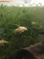 Kweekgroep Corydora Albino longfin, Animaux & Accessoires, Poissons | Poissons d'aquarium, Banc de poissons