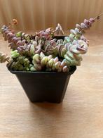 Kralenketting, Ophalen, Halfschaduw, In pot, Minder dan 100 cm