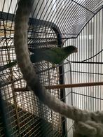 baraband parkiet, Dieren en Toebehoren, Parkiet