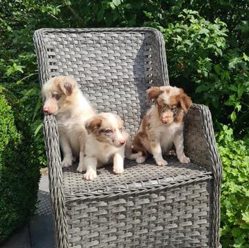 border collie pups red merle beschikbaar voor biedingen