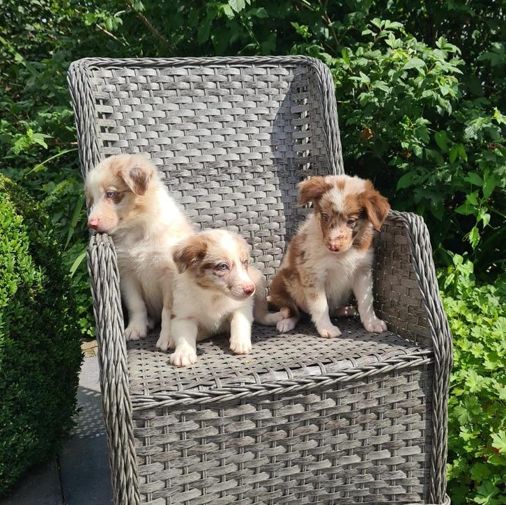 border collie pups red merle, Dieren en Toebehoren, Honden | Herdershonden en Veedrijvers, Meerdere dieren, Collie, Fokker | Professioneel