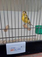 Kanarie, Dieren en Toebehoren