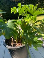 Grote plant, Tuin en Terras, Planten | Tuinplanten, Ophalen