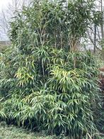 Bamboe gratis, Tuin en Terras, Planten | Tuinplanten, Overige soorten, Ophalen