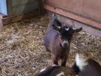 Dwerggeitje, mieke, Dieren en Toebehoren, Schapen, Geiten en Varkens, Vrouwelijk, Geit, 0 tot 2 jaar