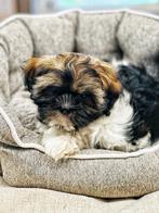 Belgische shih-tzu pupjes te koop, België, Overige rassen, CDV (hondenziekte), 8 tot 15 weken