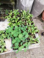 plantjes, Ophalen