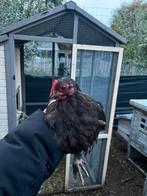 Cochin kriel choco haantje, Dieren en Toebehoren, Pluimvee, Kip