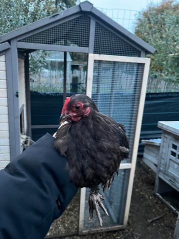 Cochin kriel choco haantje beschikbaar voor biedingen